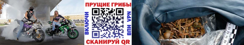 Купить закладки  Черняховск  Галлюциногенные грибы мухоморы 